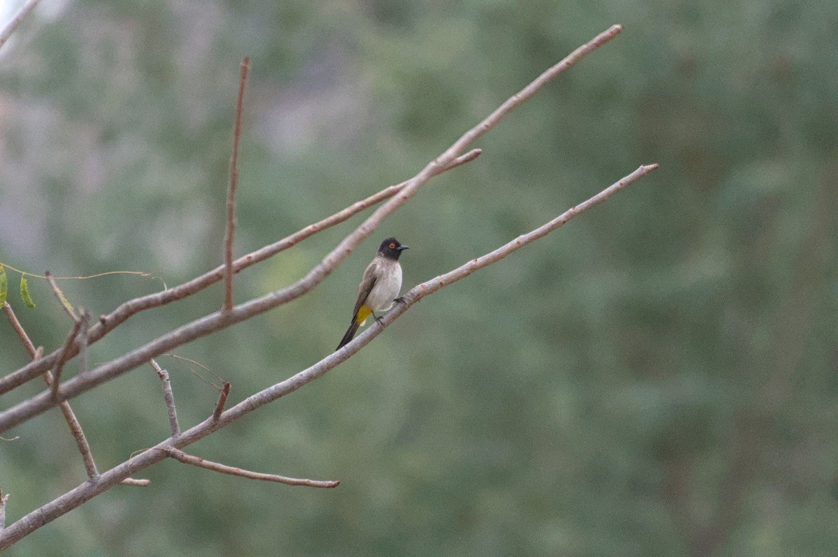 Black-fronted Bulbul - ML646471818