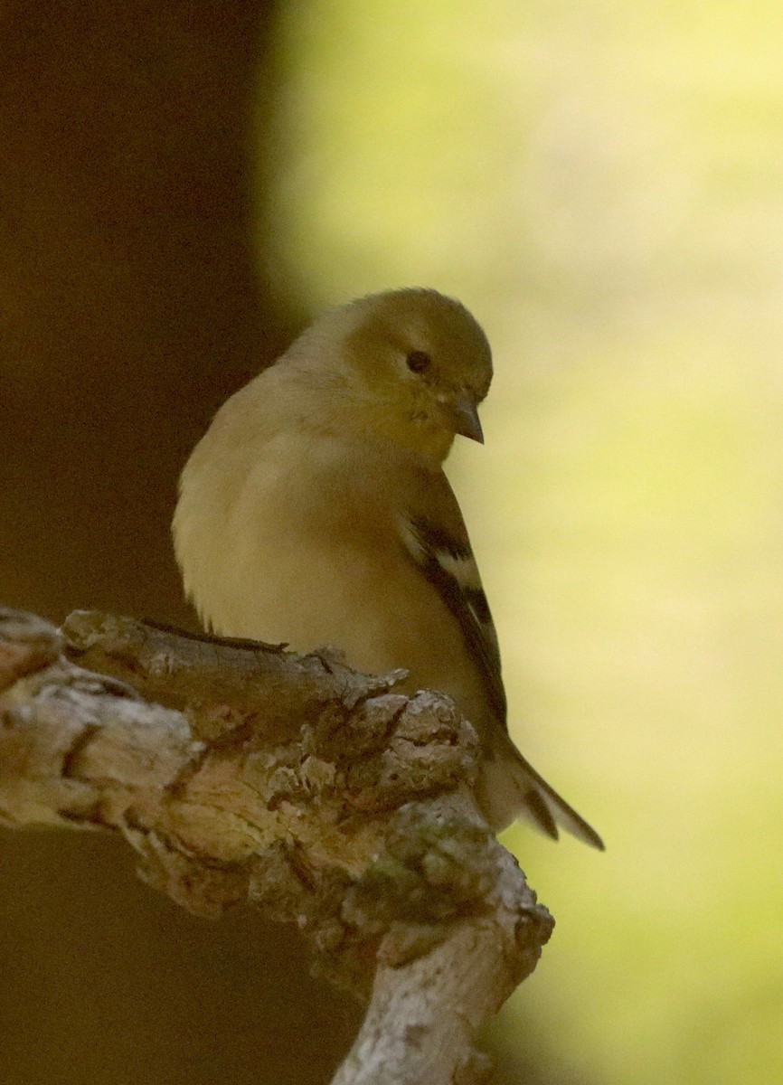 American Goldfinch - ML646471819