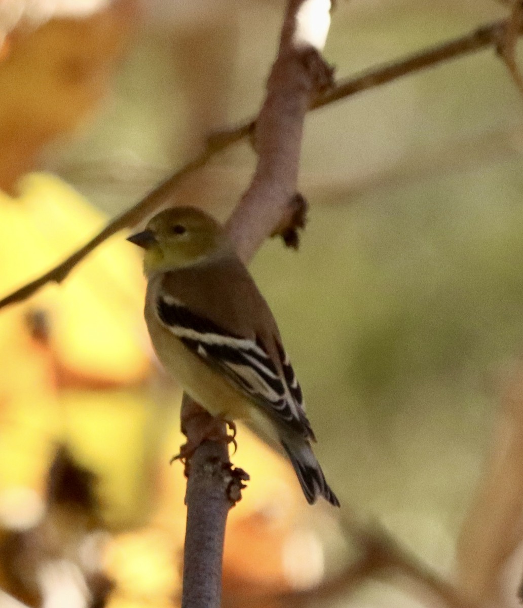 American Goldfinch - ML646471820