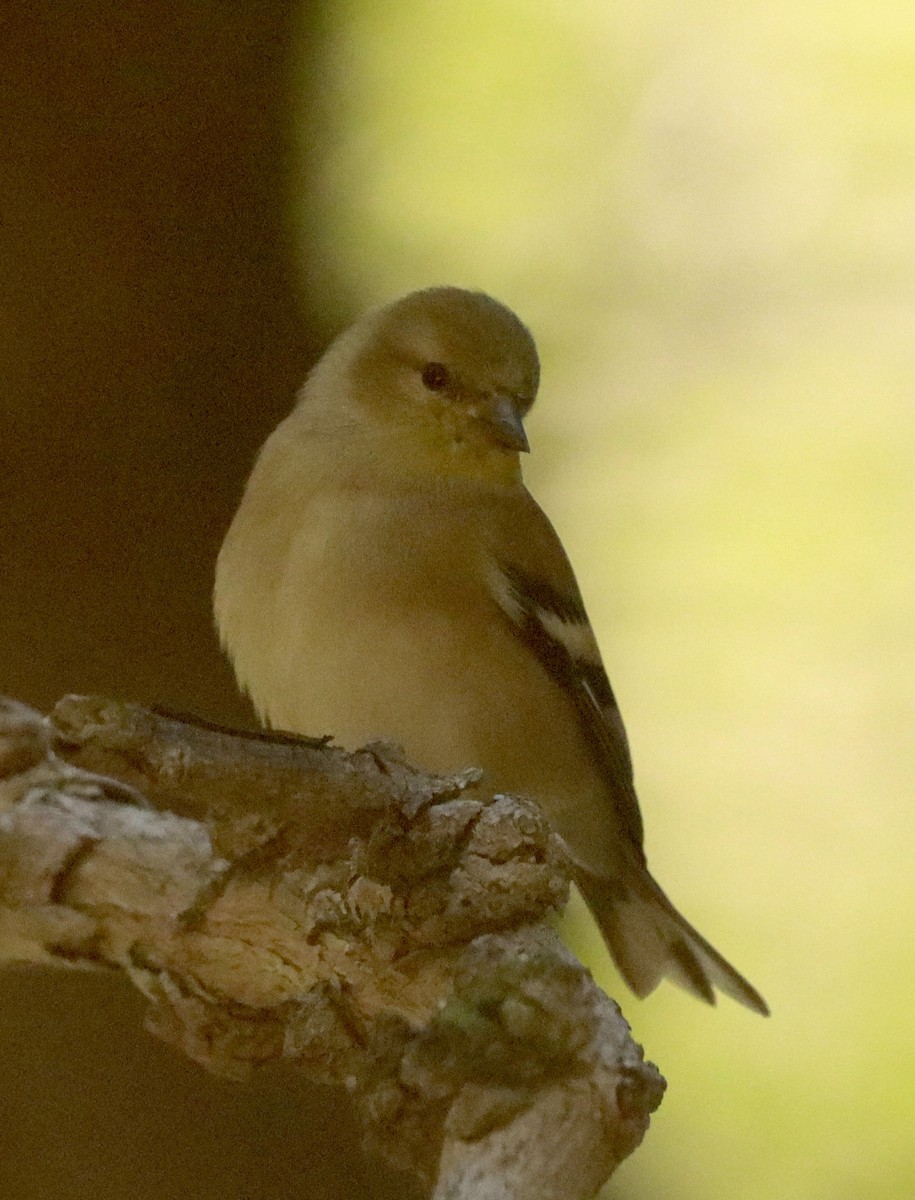 American Goldfinch - ML646471821