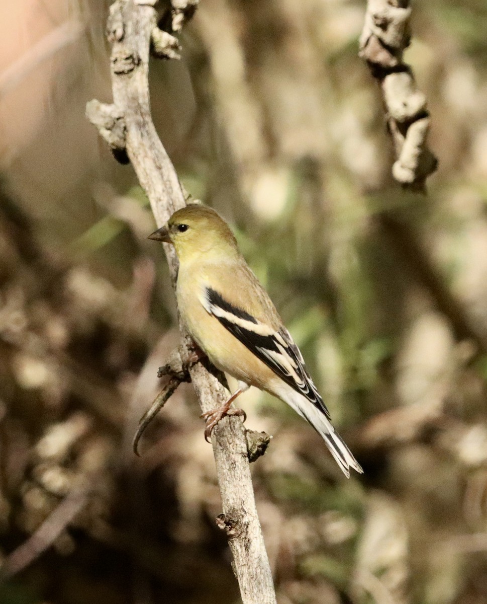 American Goldfinch - ML646471822