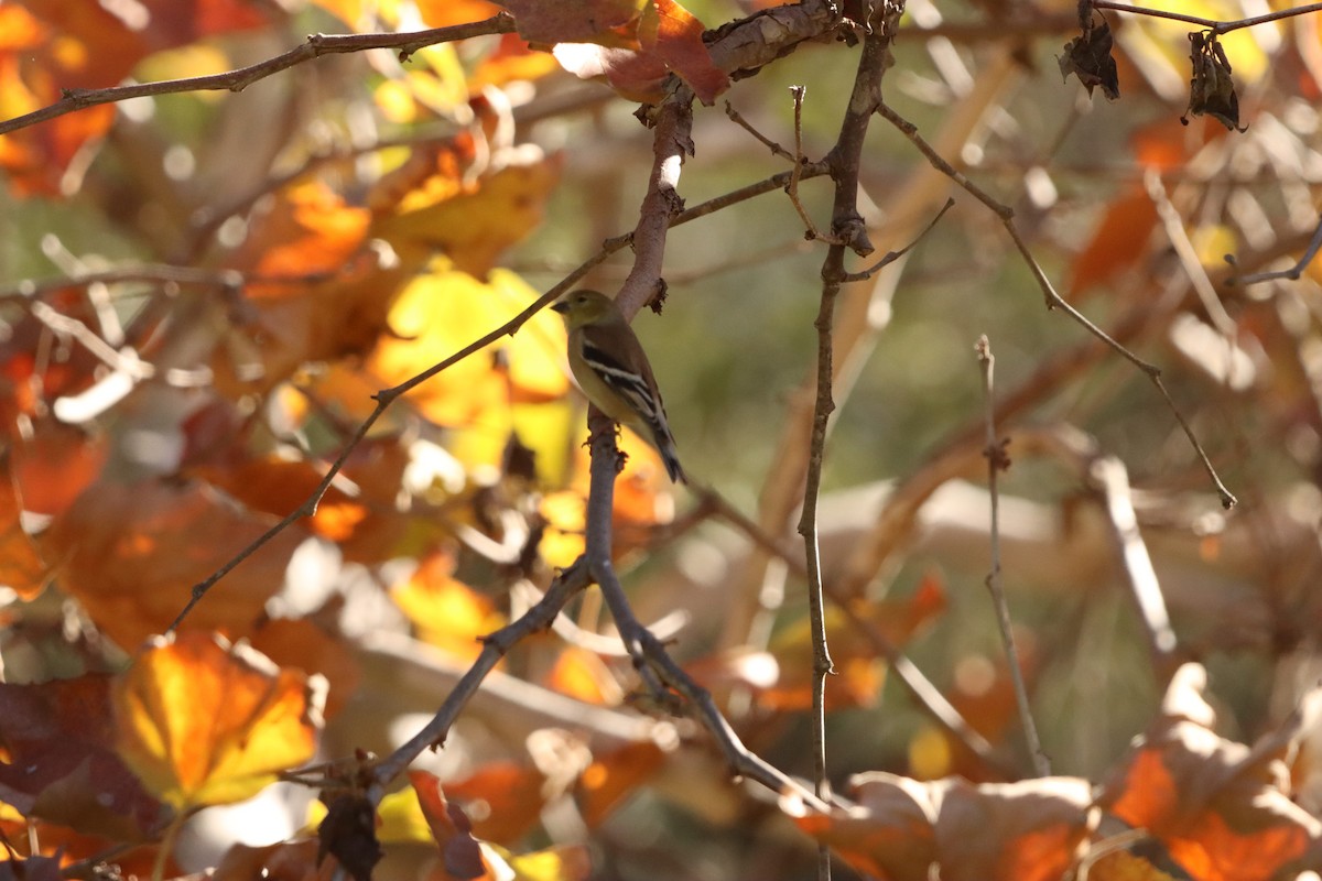 American Goldfinch - ML646471824