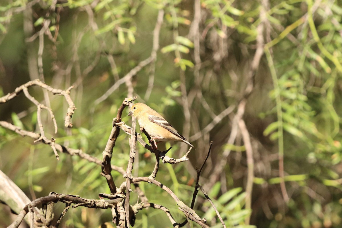 American Goldfinch - ML646471825