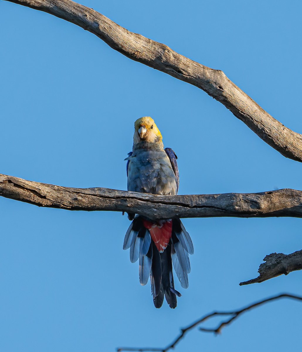 Pale-headed Rosella - ML646471827
