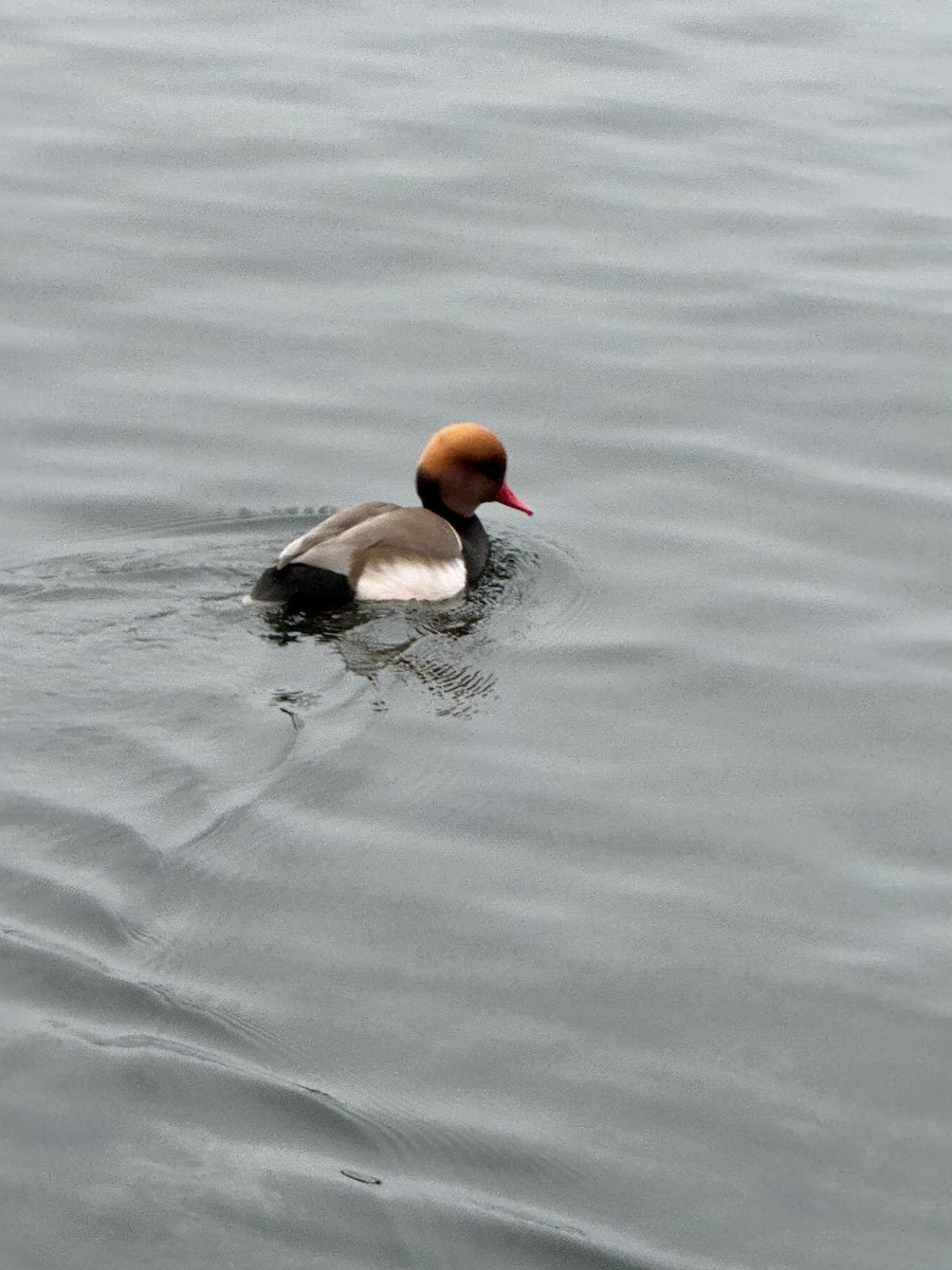 Red-crested Pochard - ML646471828