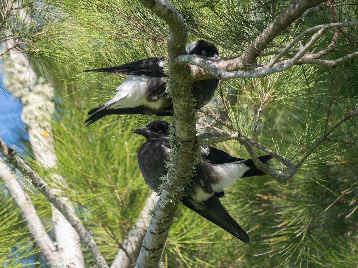 カササギフエガラス - ML646471829