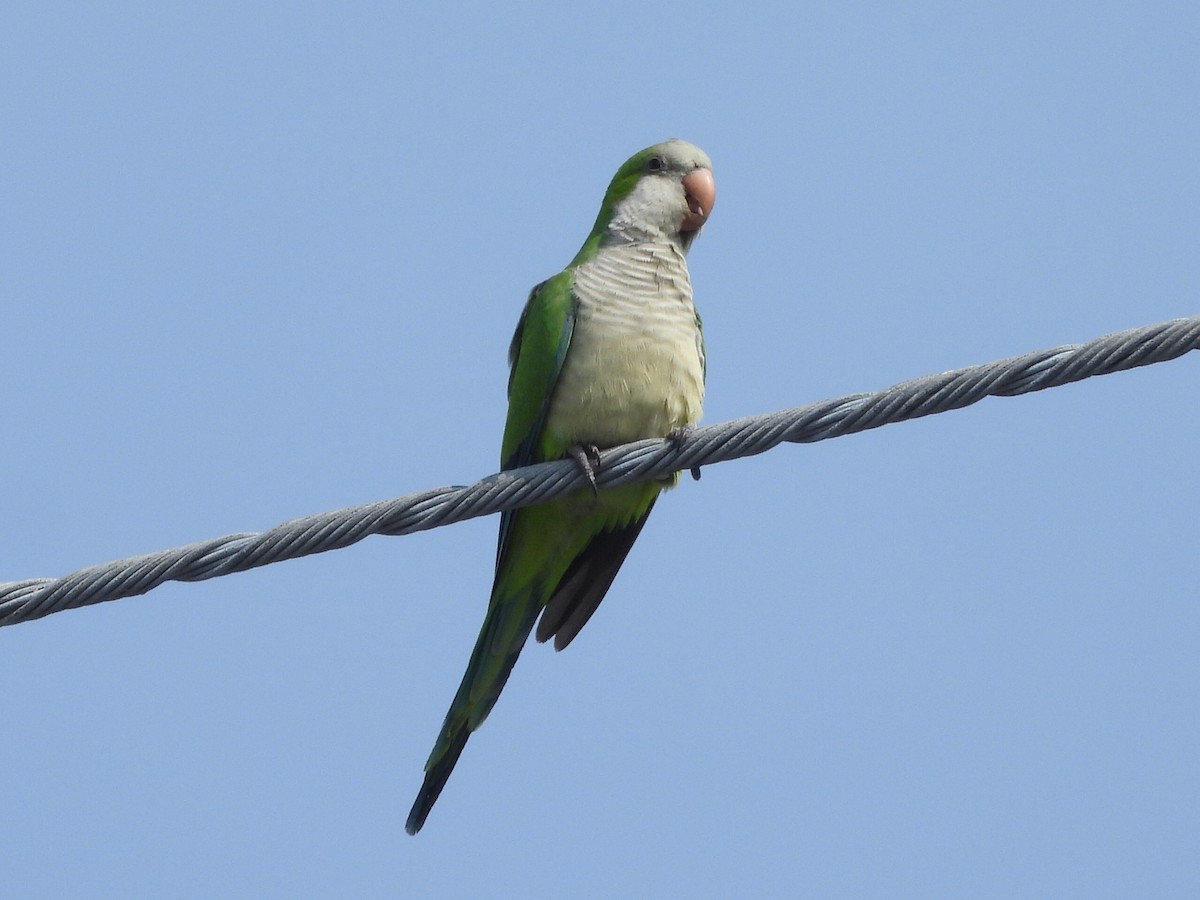 Mönchssittich - ML646471831