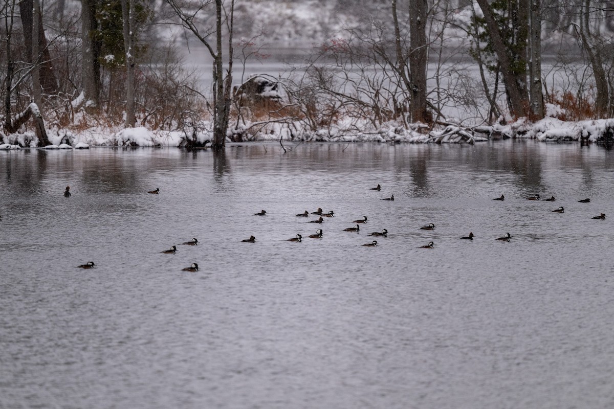 Hooded Merganser - ML646471832