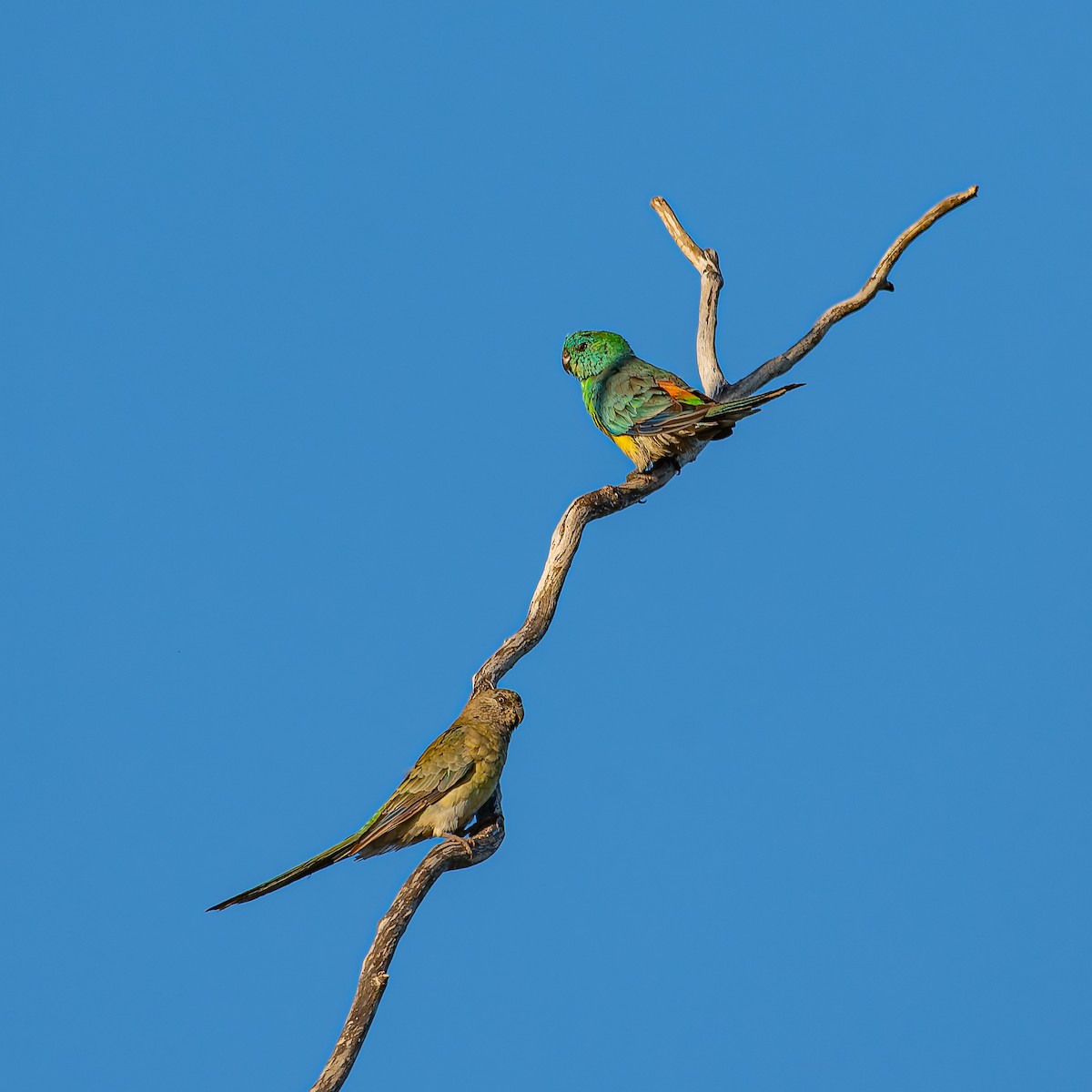 Red-rumped Parrot - ML646471834