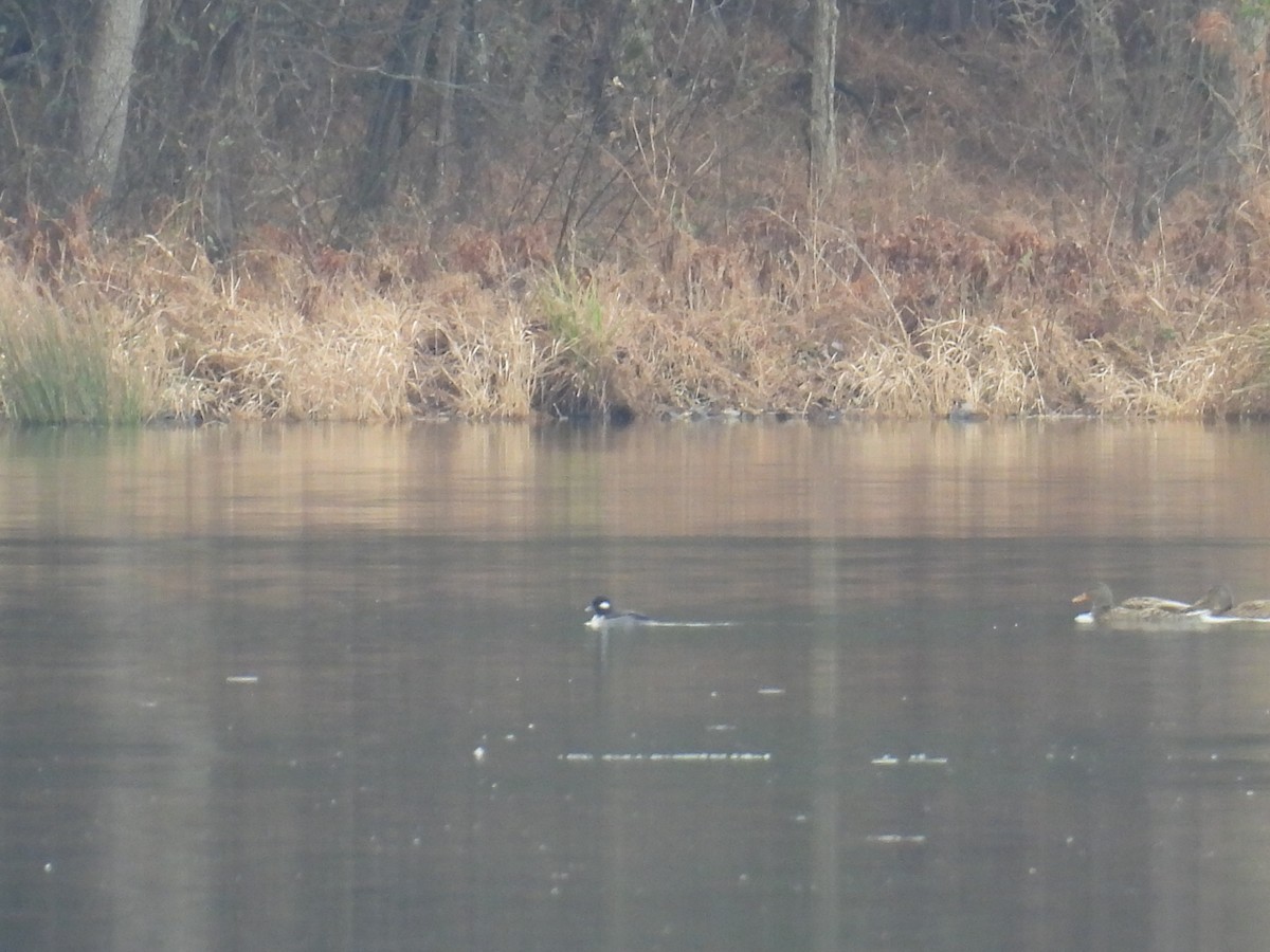 Bufflehead - ML646471837