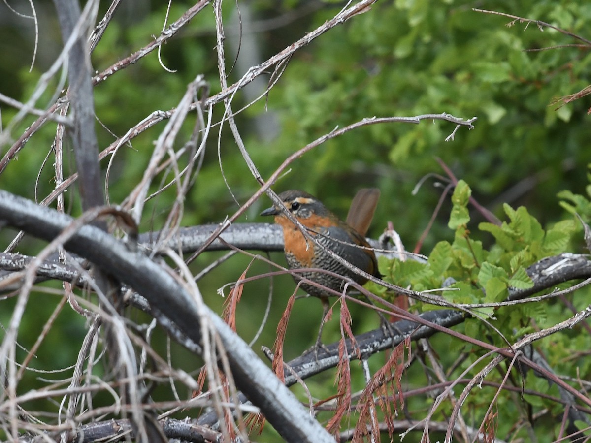 Зарянковый тюрко - ML646471838