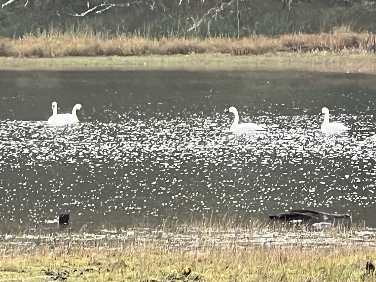 Trumpeter Swan - ML646471843