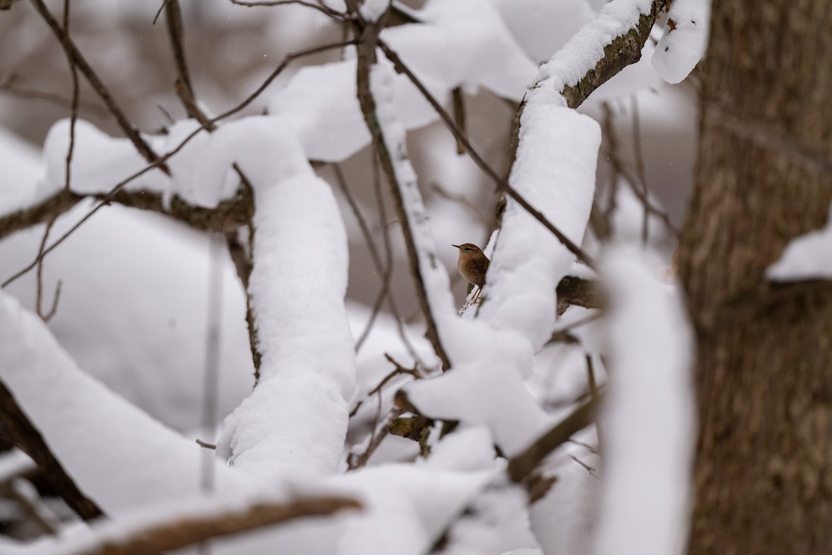 Troglodyte des forêts - ML646471844