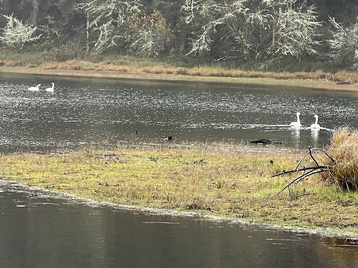 Trumpeter Swan - ML646471845