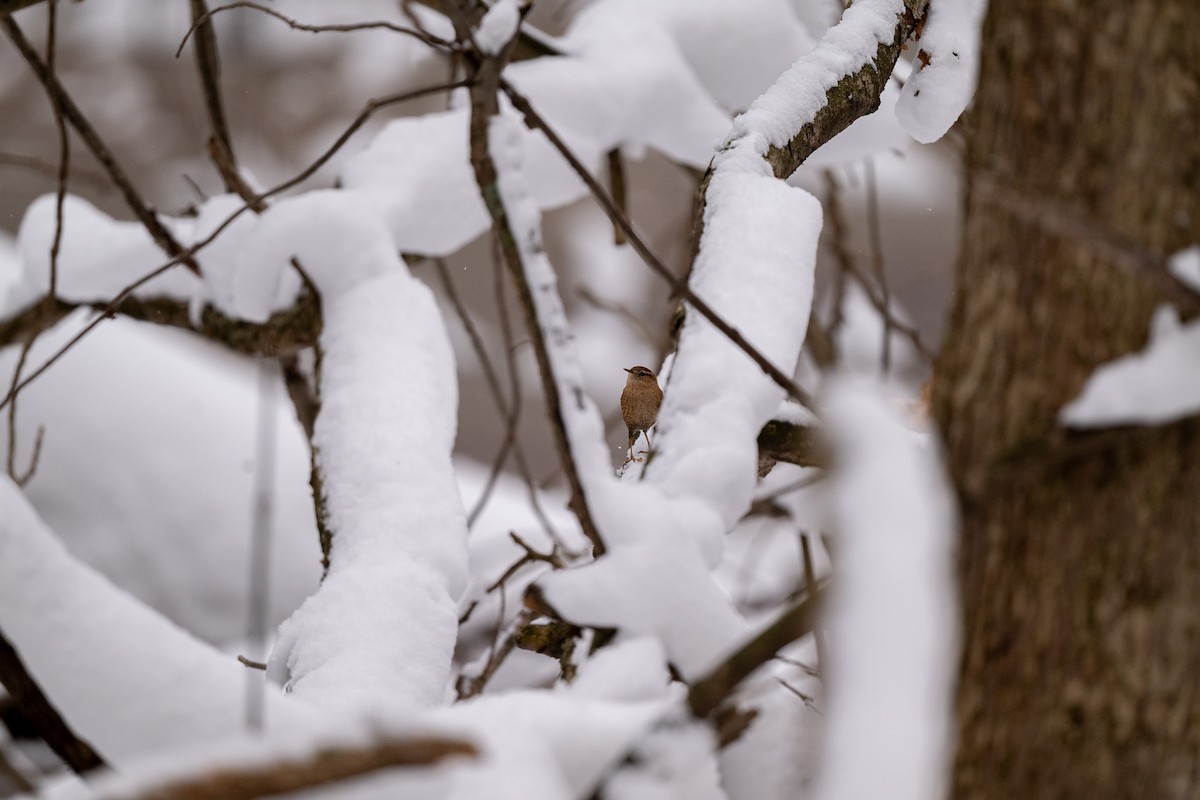 Troglodyte des forêts - ML646471846