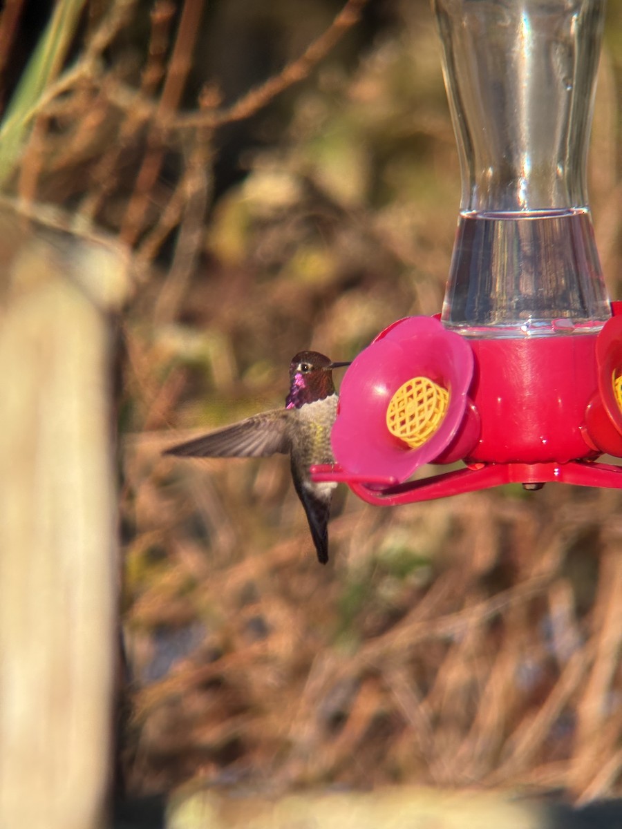 Anna's Hummingbird - ML646471848