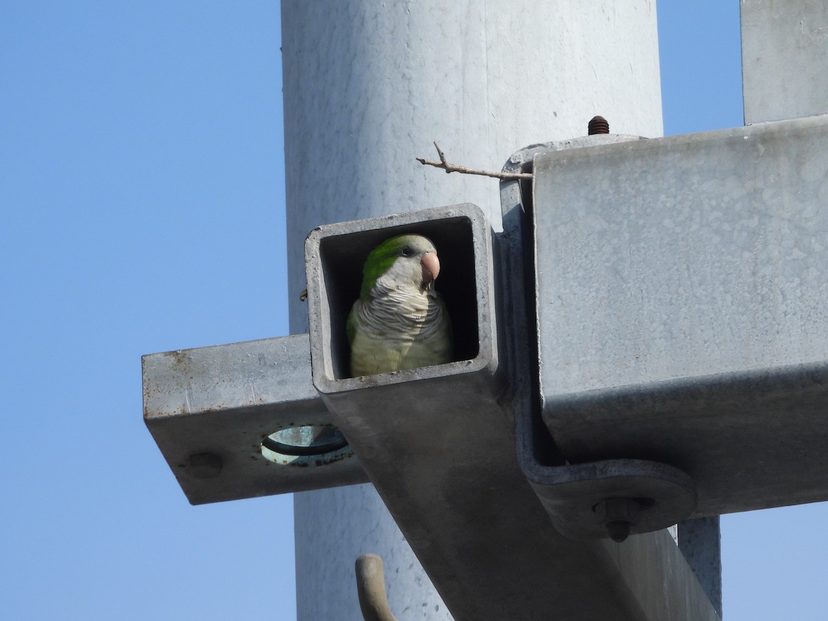 Mönchssittich - ML646471854