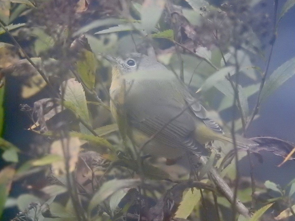 ズアカアメリカムシクイ - ML646471857