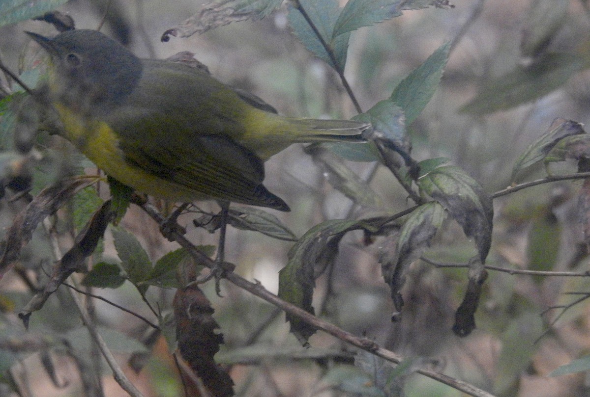 ズアカアメリカムシクイ - ML646471859