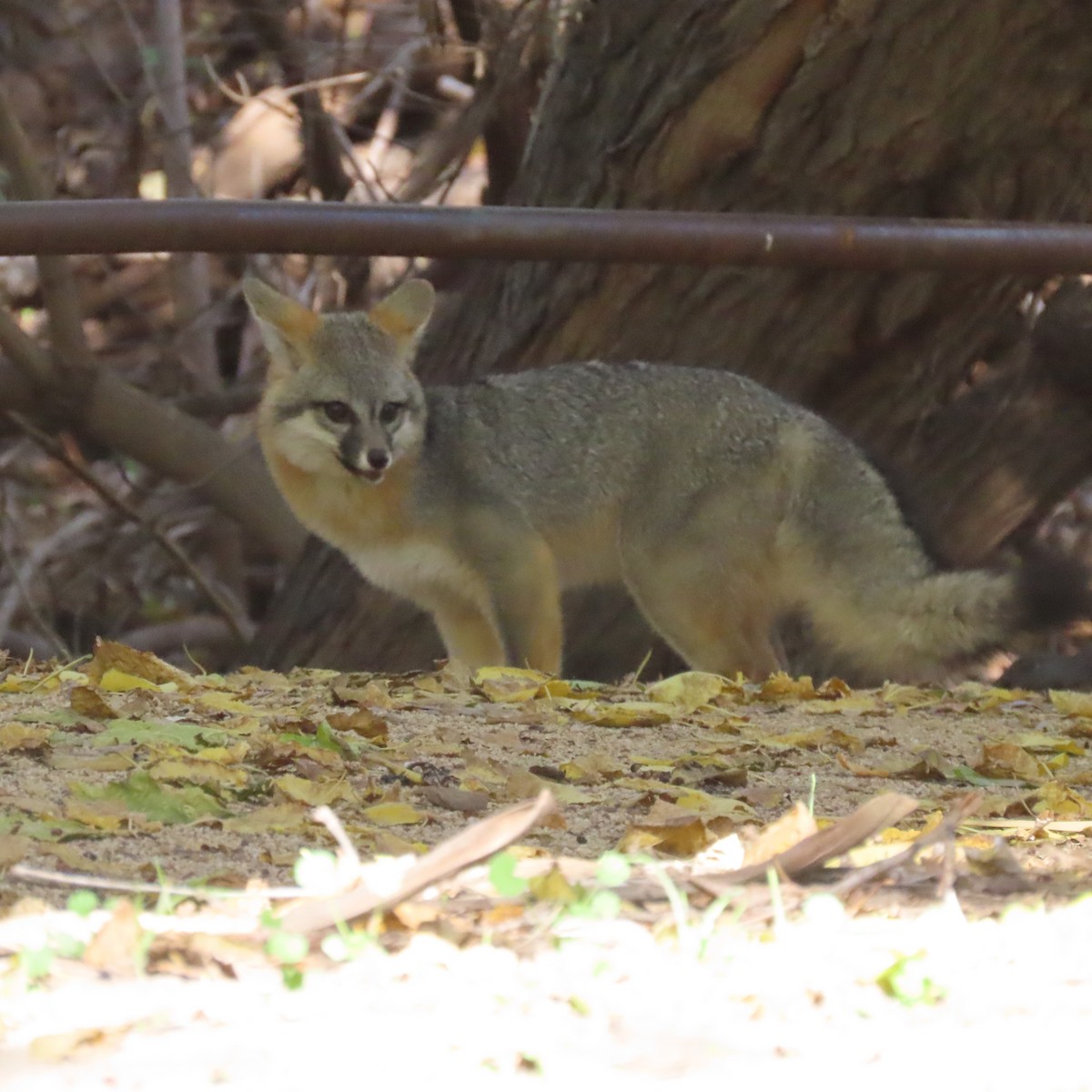 Gray Fox - ML646471860