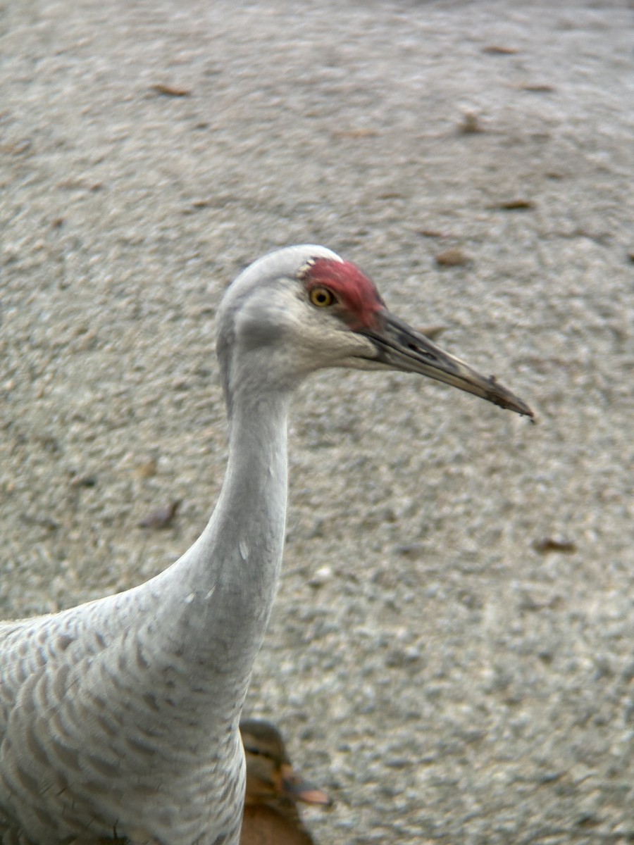 Sandhill Crane - ML646471863