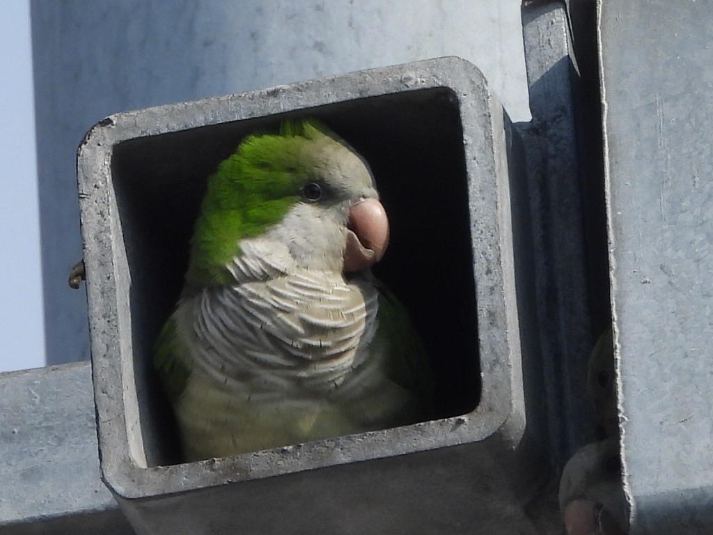 Mönchssittich - ML646471865