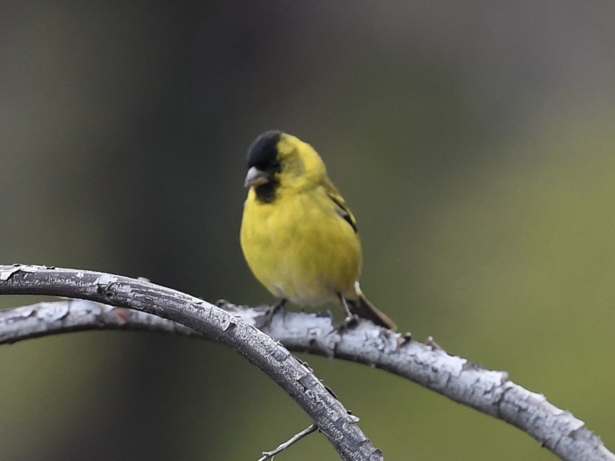 Бородатый чиж - ML646471871