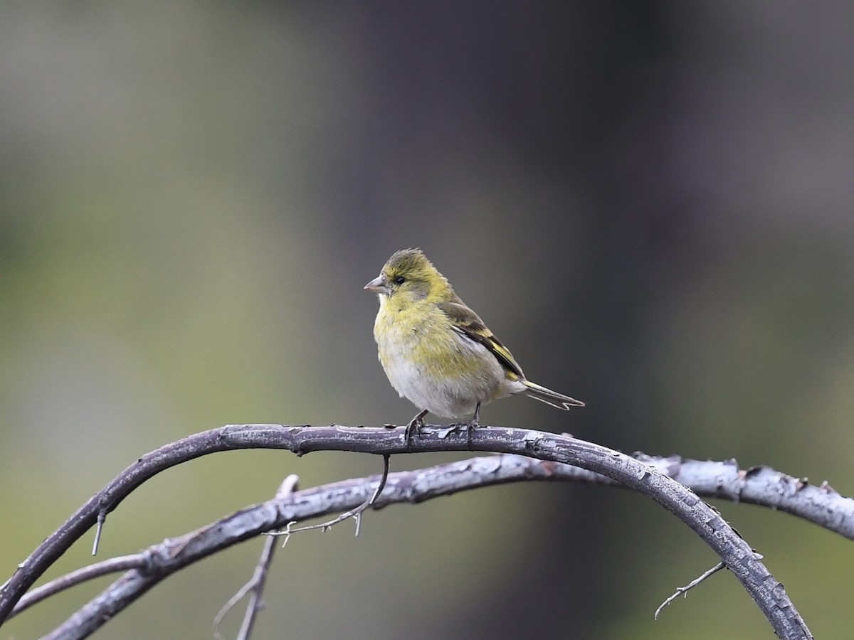 Бородатый чиж - ML646471872