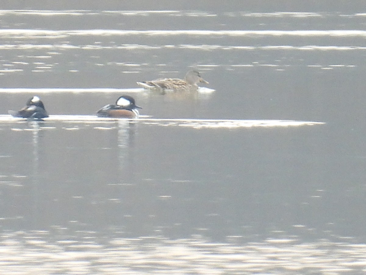Hooded Merganser - ML646471873