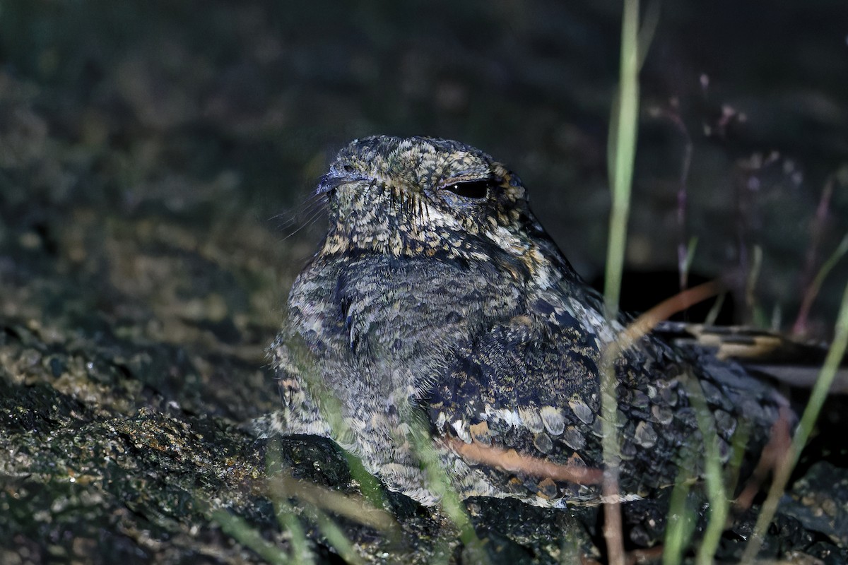 Jungle Nightjar - ML646471874
