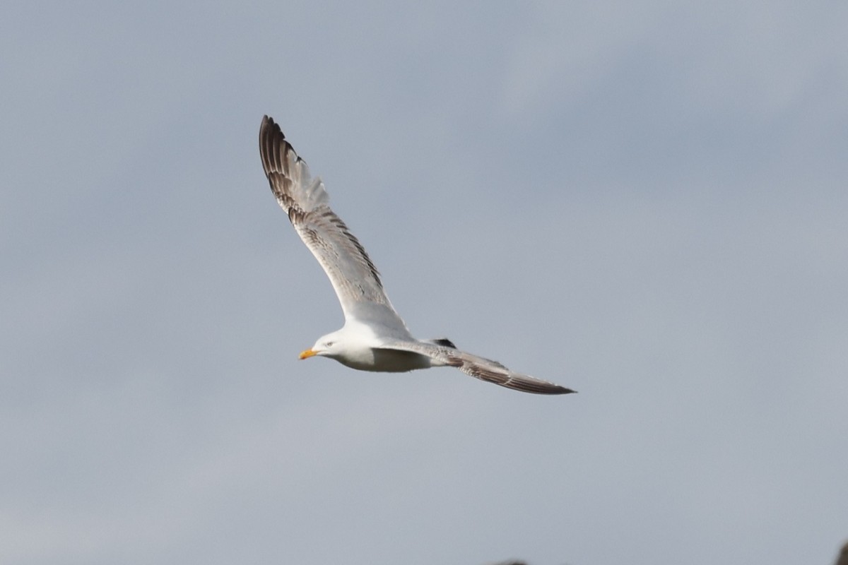 European Herring Gull - ML646471875