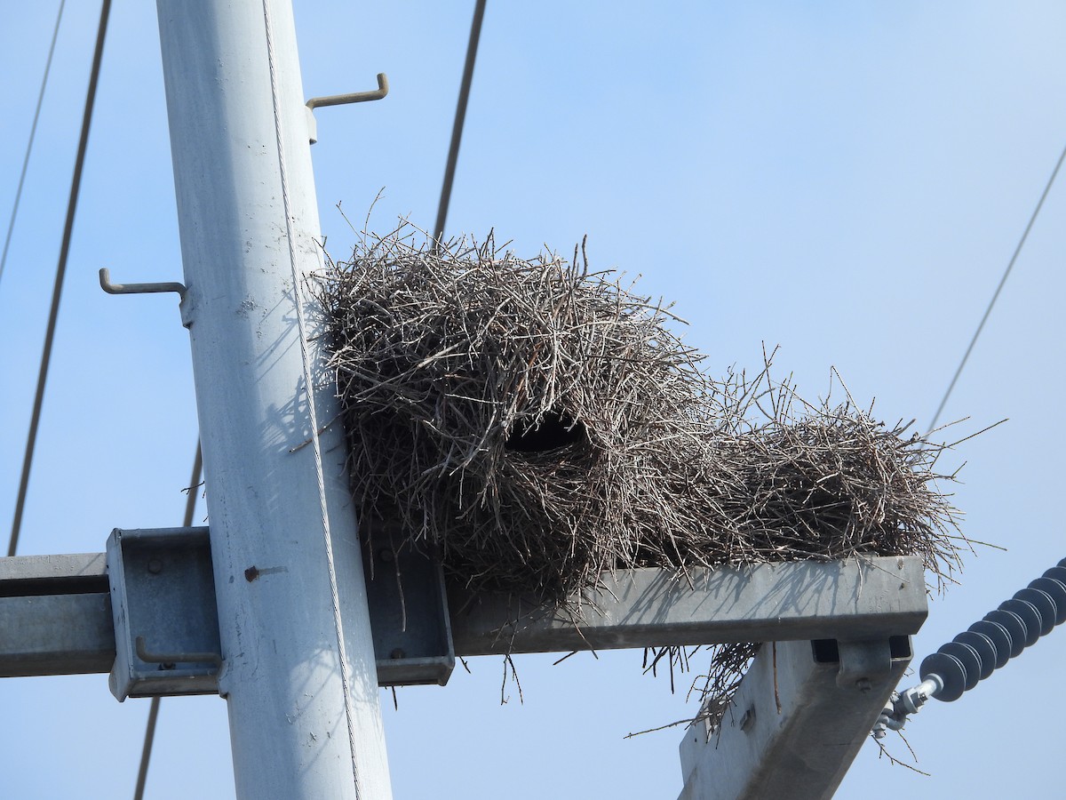 Mönchssittich - ML646471876