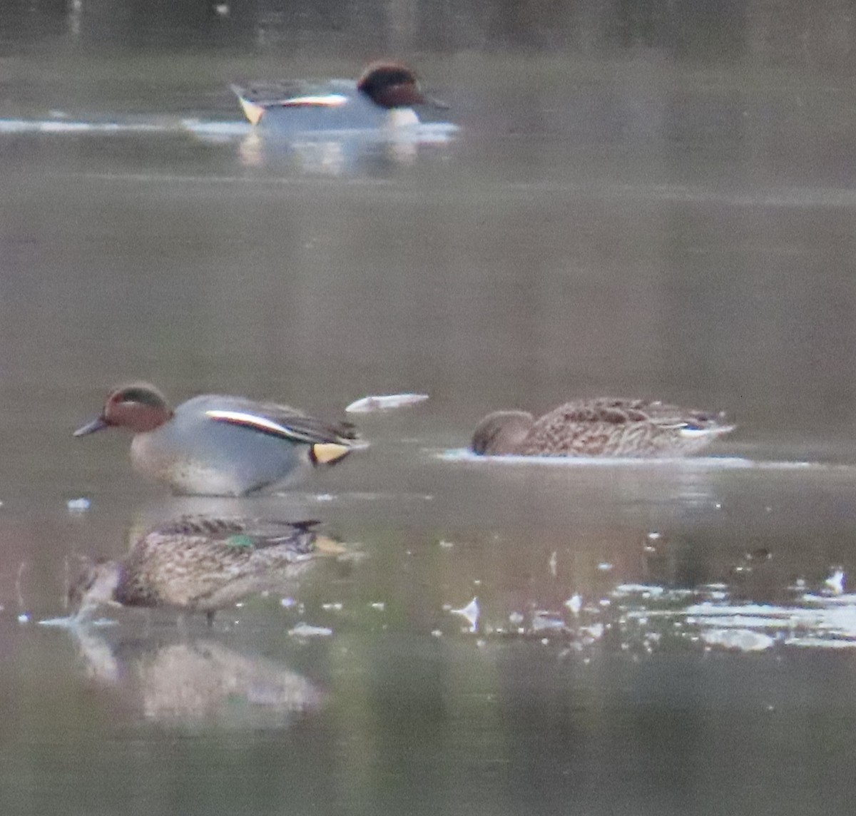 Green-winged Teal - ML646471877