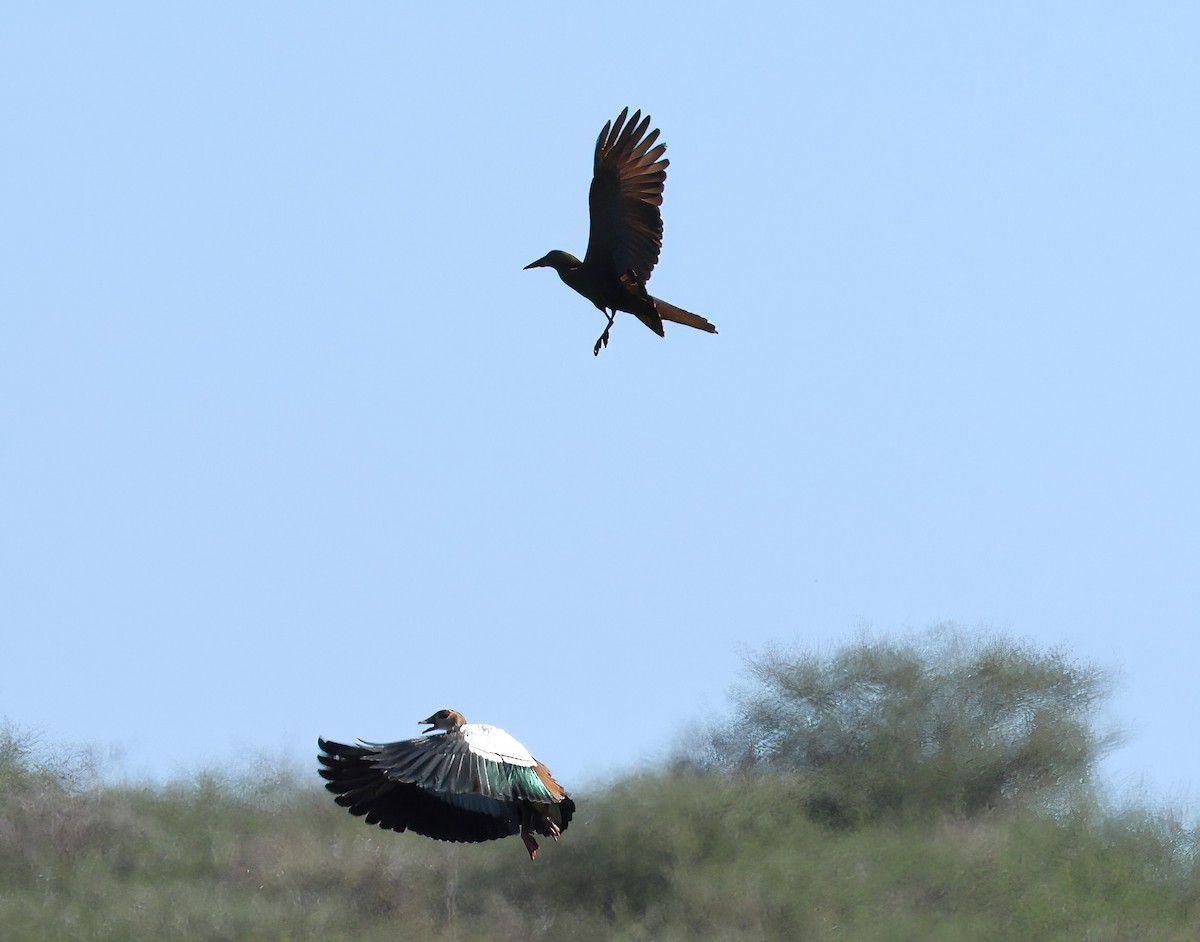 Hamerkop - ML646471879