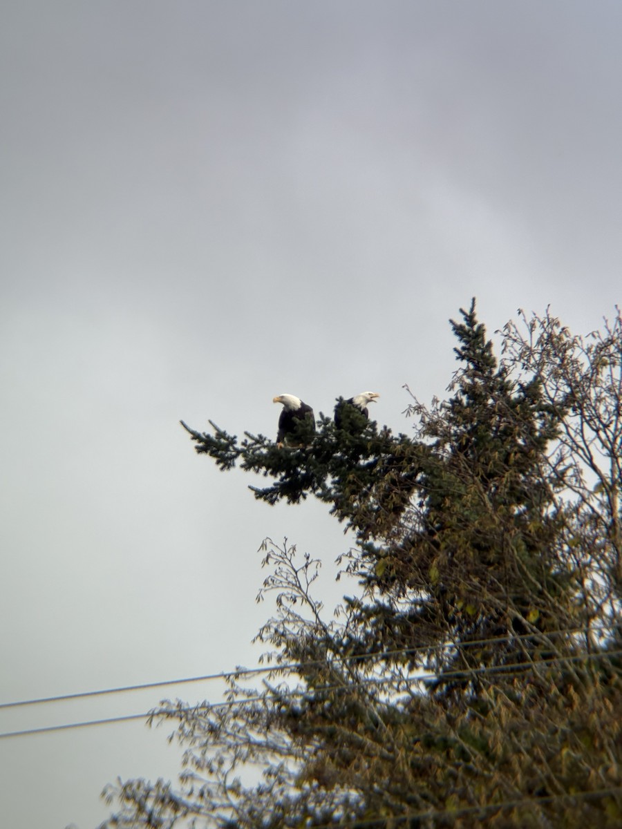 Bald Eagle - ML646471880