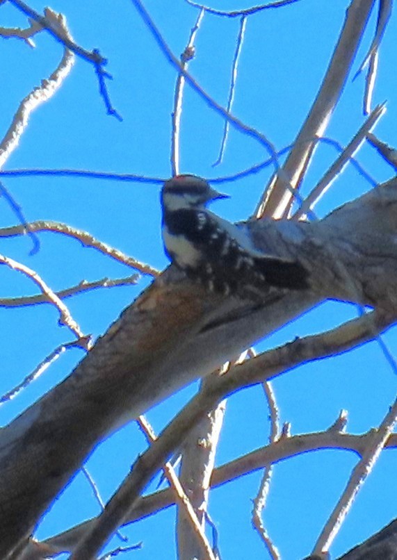Downy Woodpecker - ML646471881