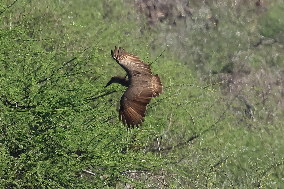 Hamerkop - ML646471884