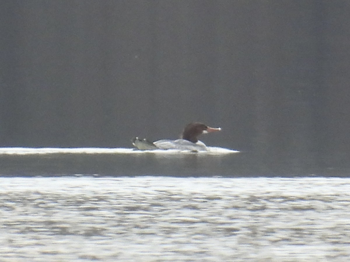 Common Merganser - ML646471885