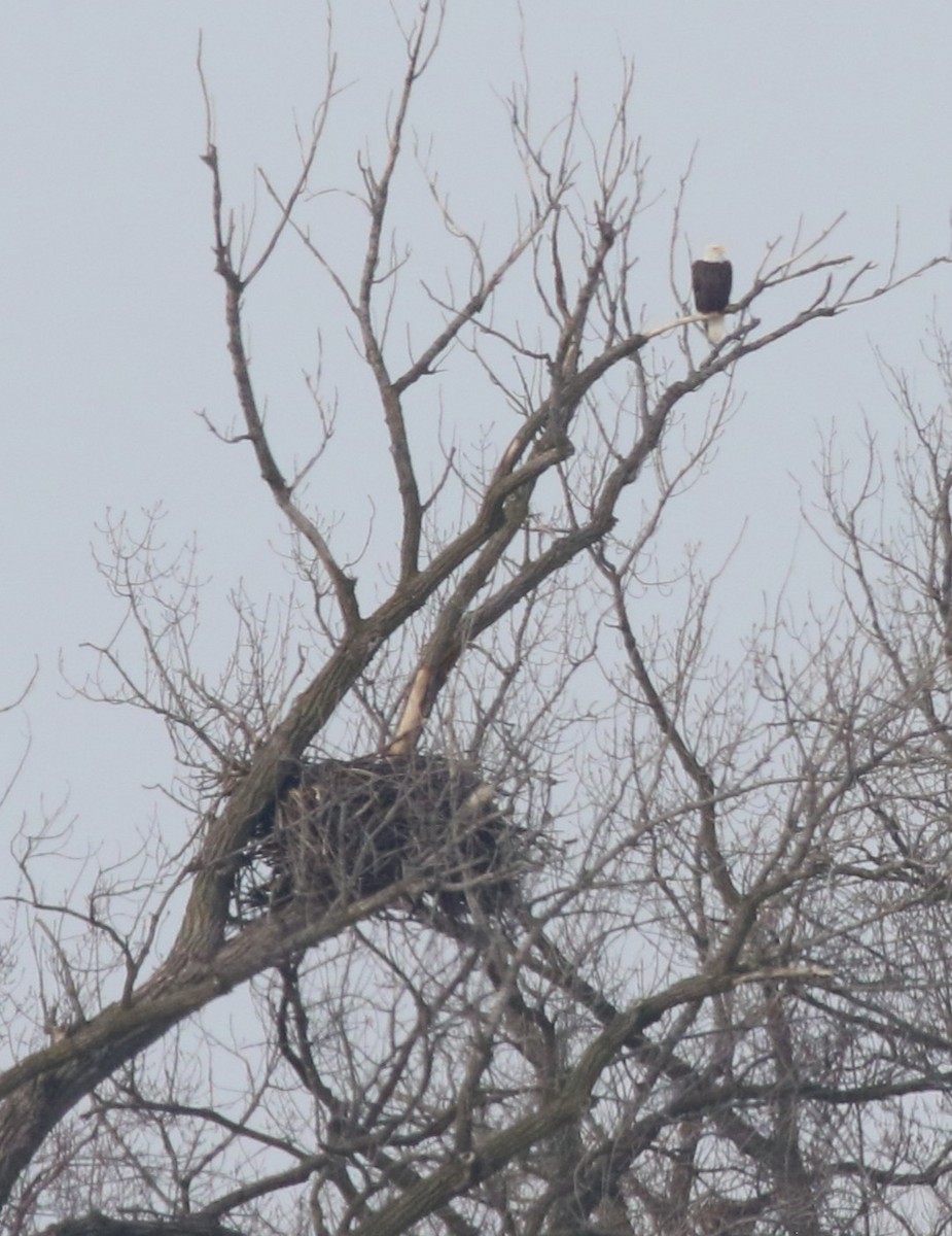 Орлан білоголовий - ML646471886