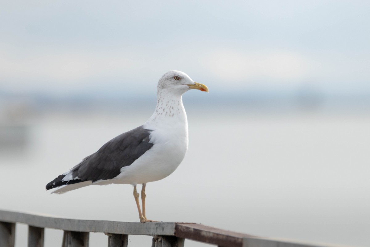 Lesser Black-backed Gull - ML646471887
