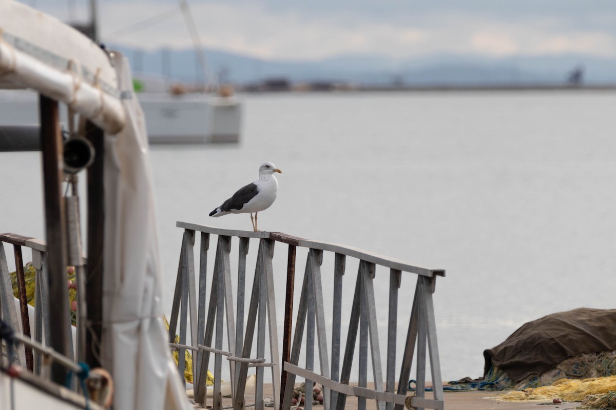 Lesser Black-backed Gull - ML646471888