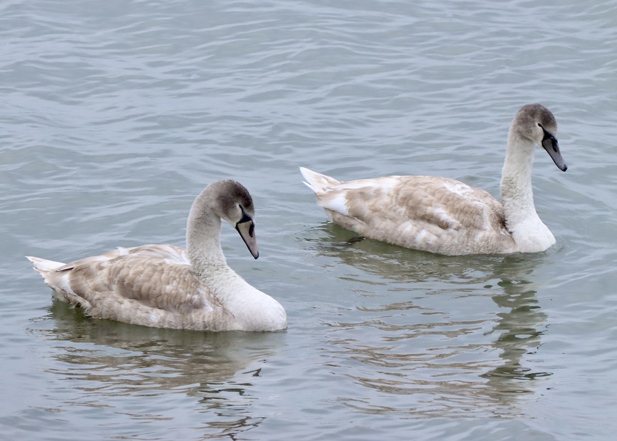 Mute Swan - ML646471889