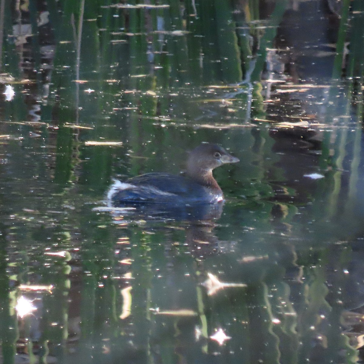 Pied-billed Grebe - ML646471890