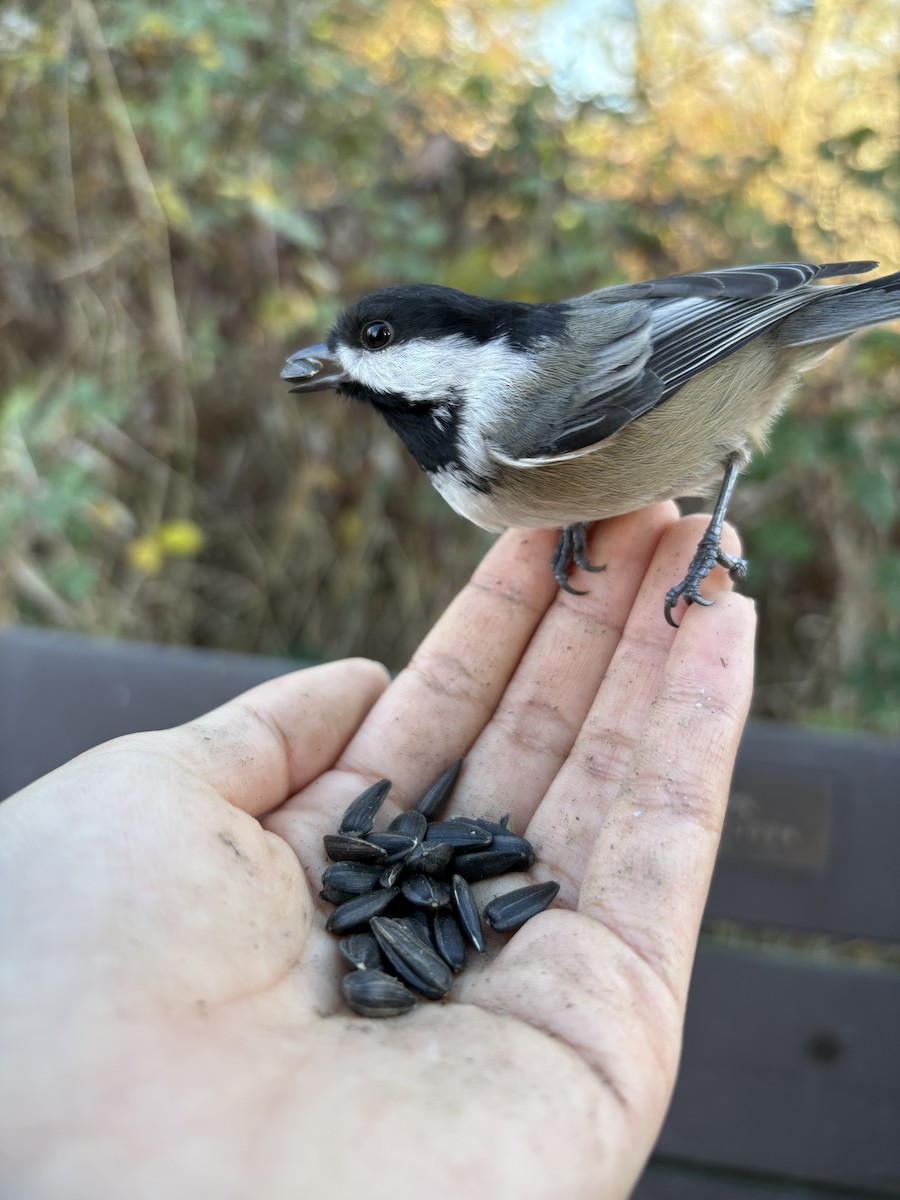 Black-capped Chickadee - ML646471892