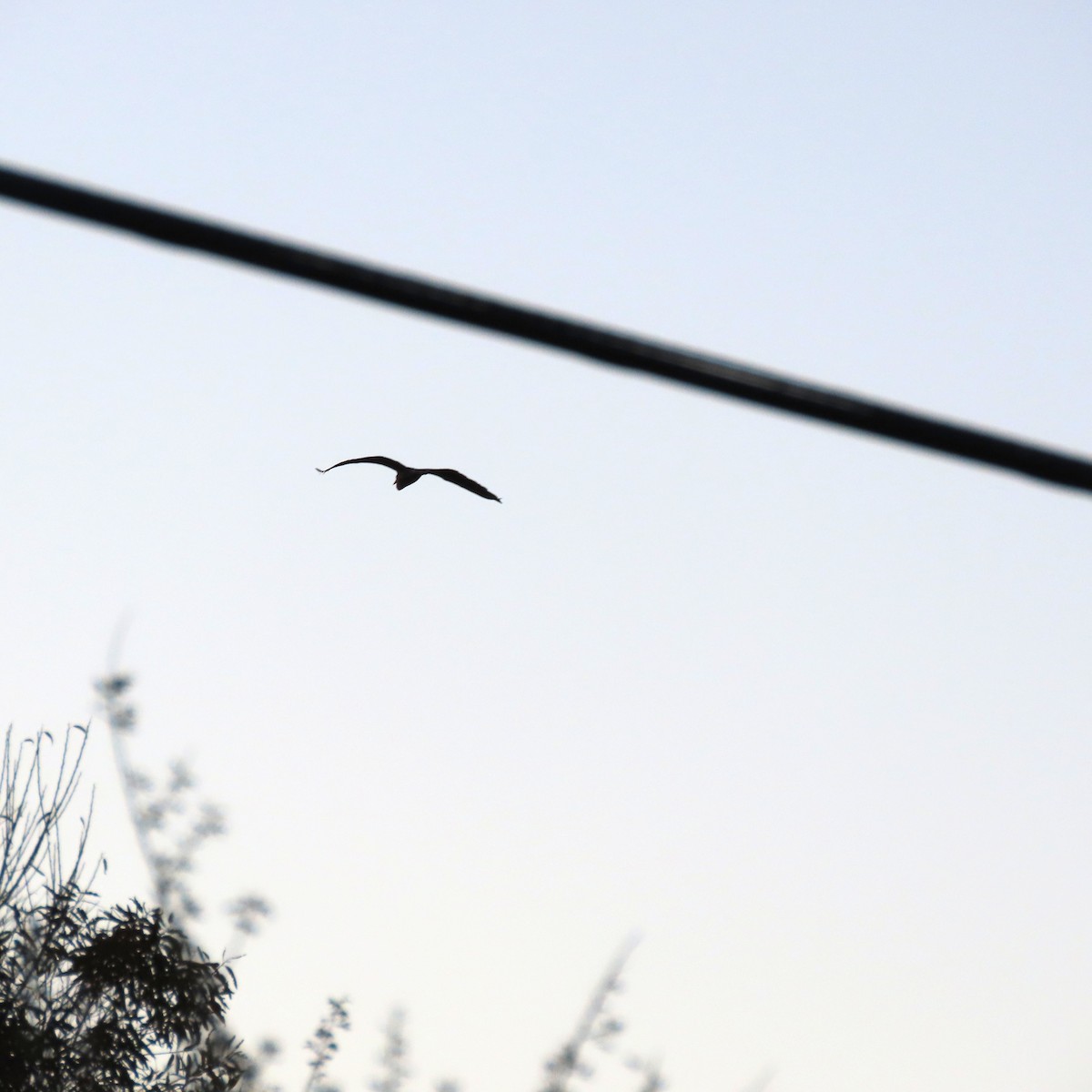 Great Blue Heron - ML646471895