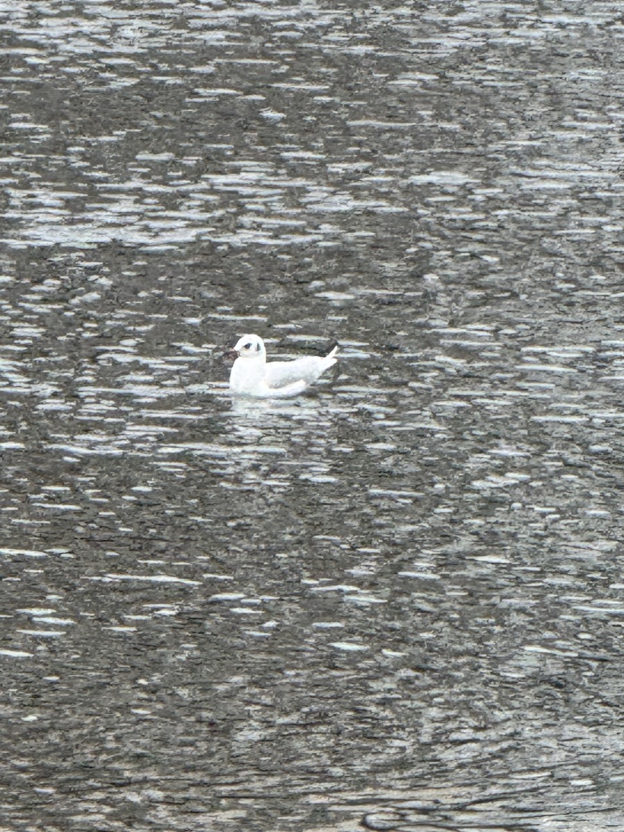 Black-headed Gull - ML646471896