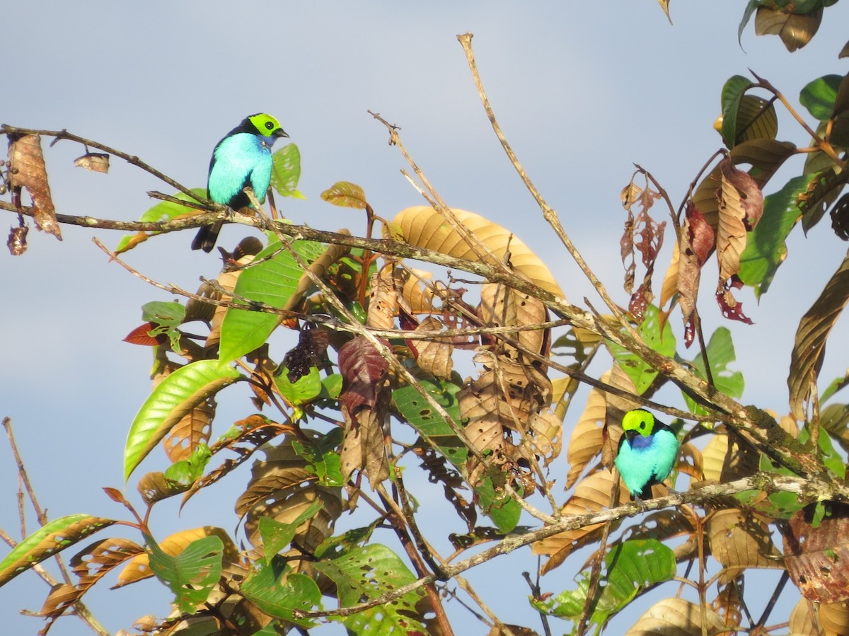 Paradise Tanager - ML646471897