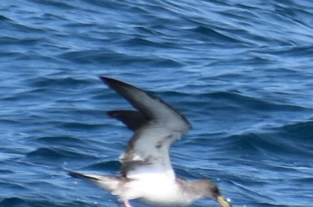 Scopoli's Shearwater - ML646471898