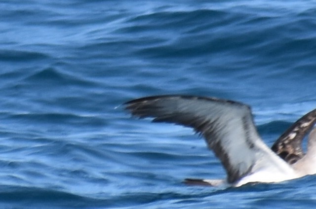 Scopoli's Shearwater - ML646471899