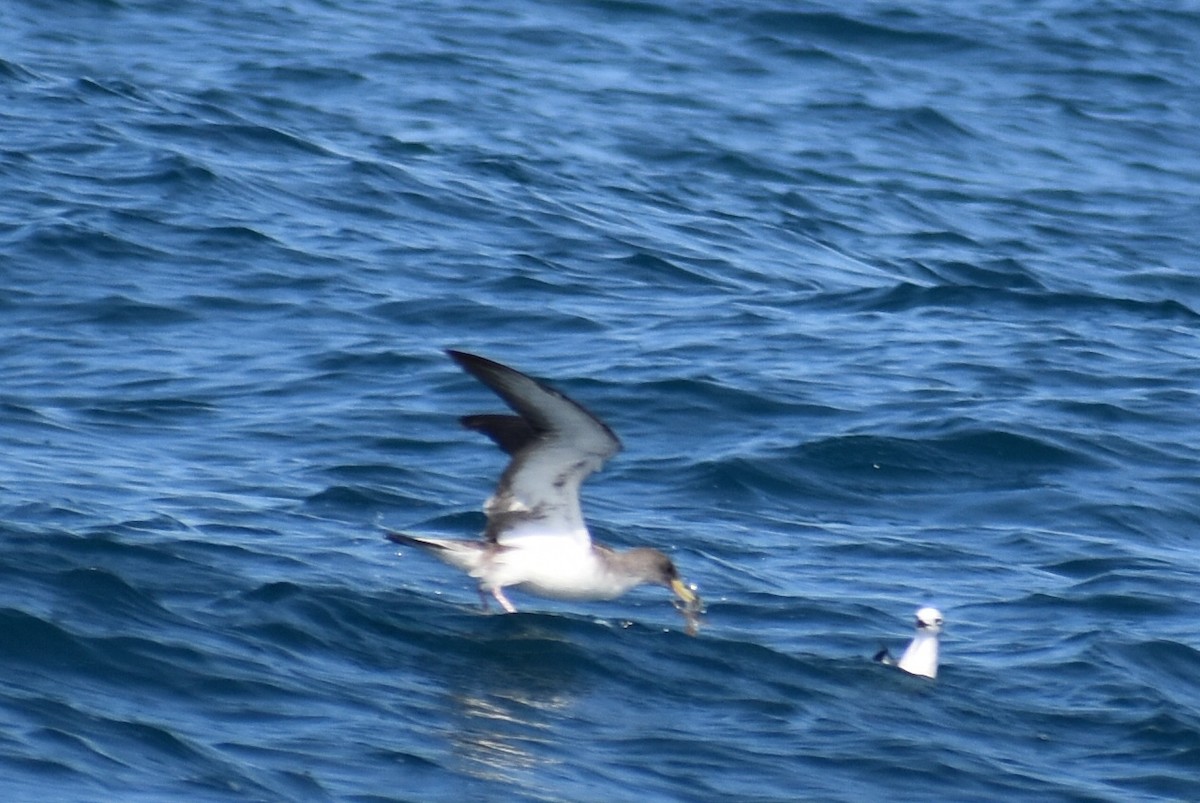 Scopoli's Shearwater - ML646471900
